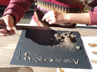 Taller d'egagròpiles i descoberta de les basses naturalitzades del riu negre